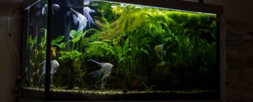 aquarium