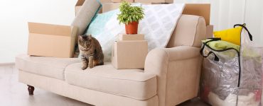 Déménagement chat