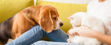 meilleure assurance animaux
