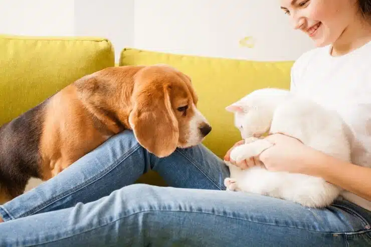 meilleure assurance animaux