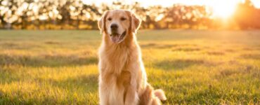 meilleure assurance chien